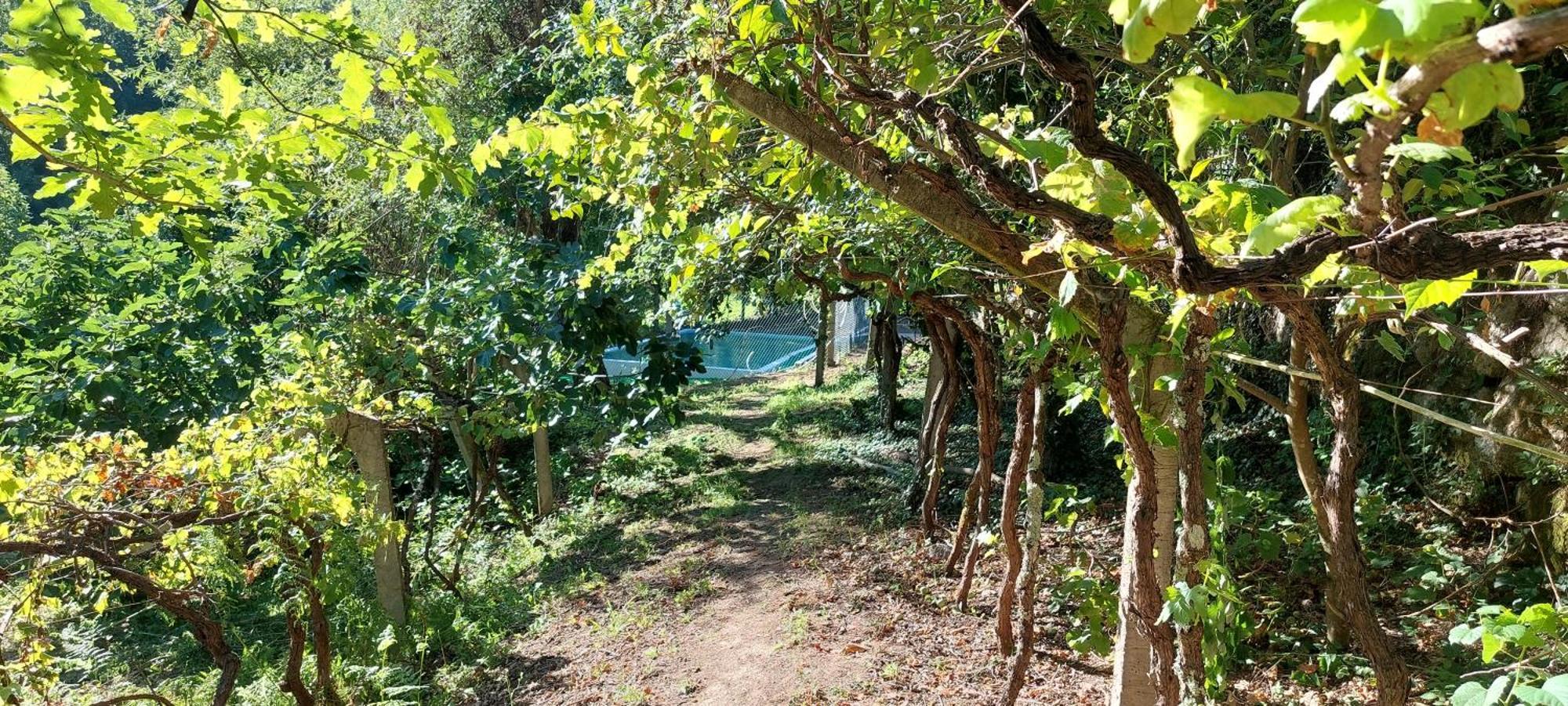 فيلا Quinta Dos Castros Douro Baião المظهر الخارجي الصورة