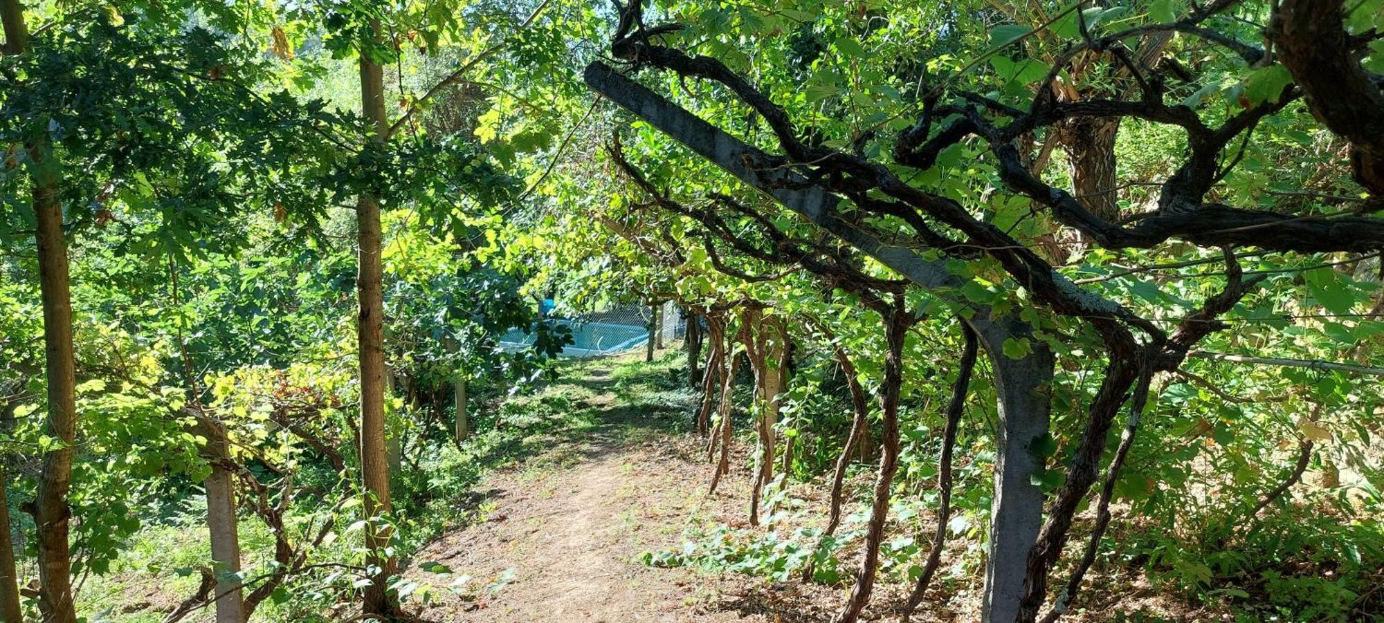 فيلا Quinta Dos Castros Douro Baião المظهر الخارجي الصورة