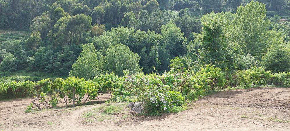 فيلا Quinta Dos Castros Douro Baião المظهر الخارجي الصورة