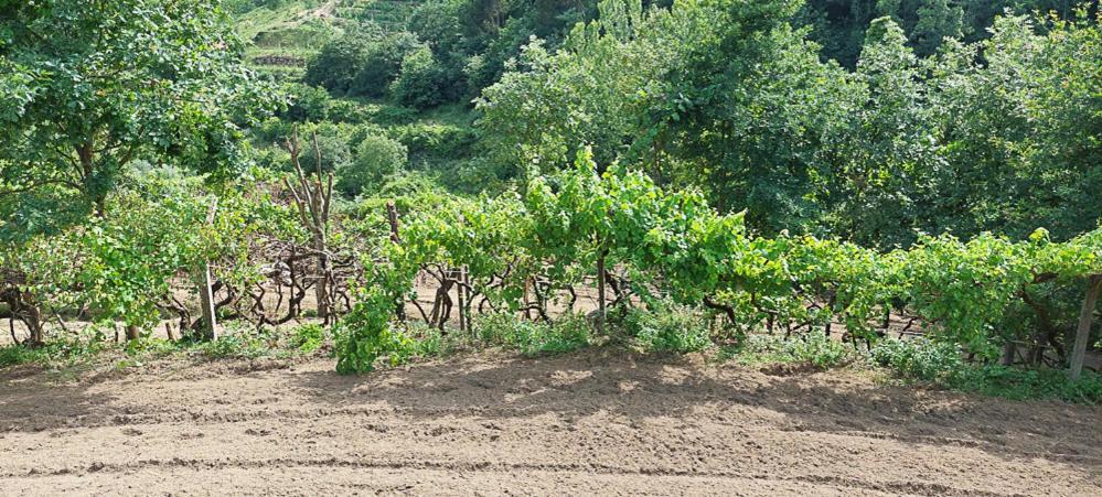 فيلا Quinta Dos Castros Douro Baião المظهر الخارجي الصورة